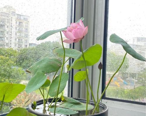 能用水养的植物有哪些(种田养花的十大品种介绍)