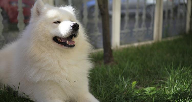 如何训练萨摩耶幼犬（掌握关键方法）